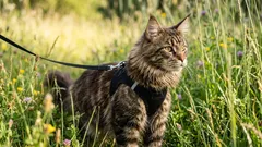 Nie je to osamelý tulák: Mali by ste venčiť svoju mačku a ako na to správne